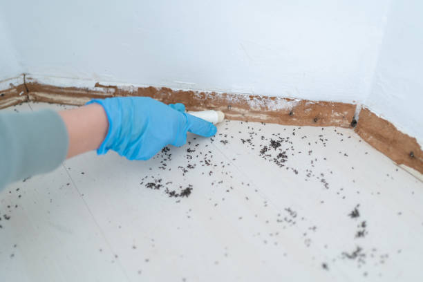 Best Wasp Removal Services  in Fairfield Plantation, GA